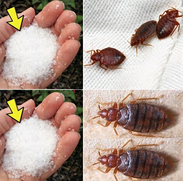 Natural Ways to Get Rid of Bedbugs in Your Garden