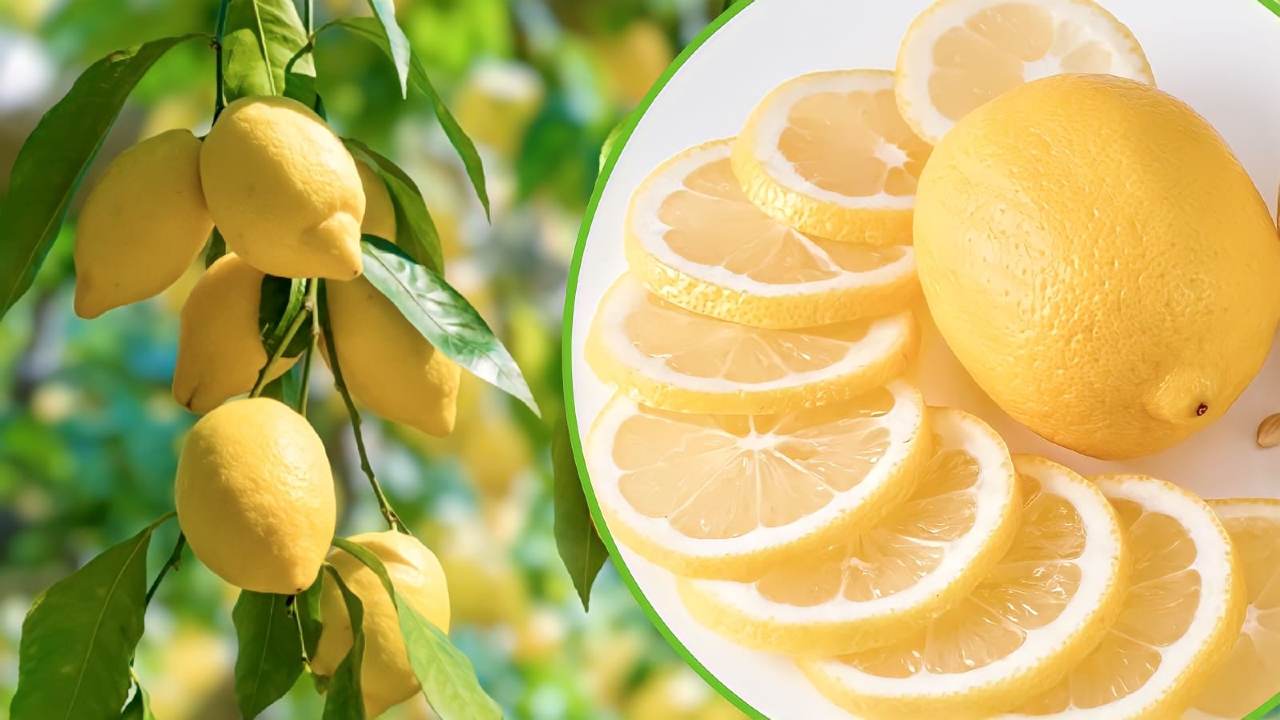 Lemon plant