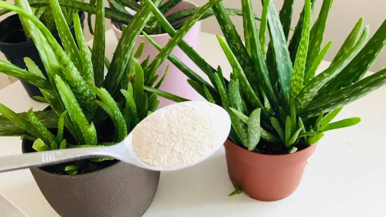 ingredient in aloe vera