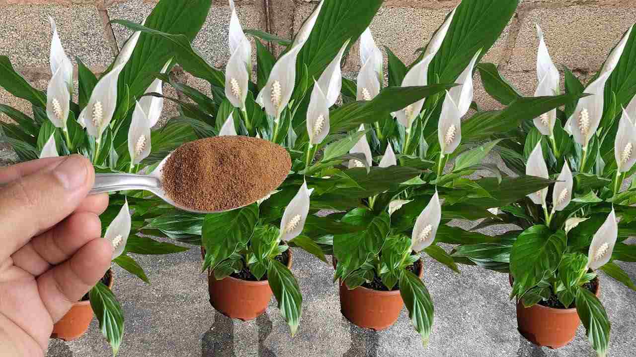 Peace lily