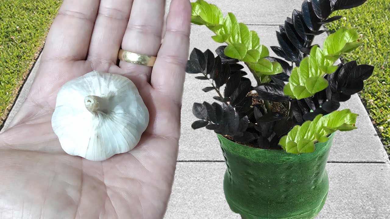 Garlic and plant