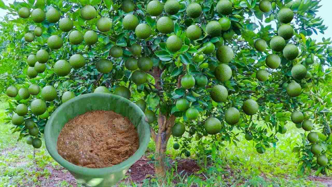 Lemon harvest