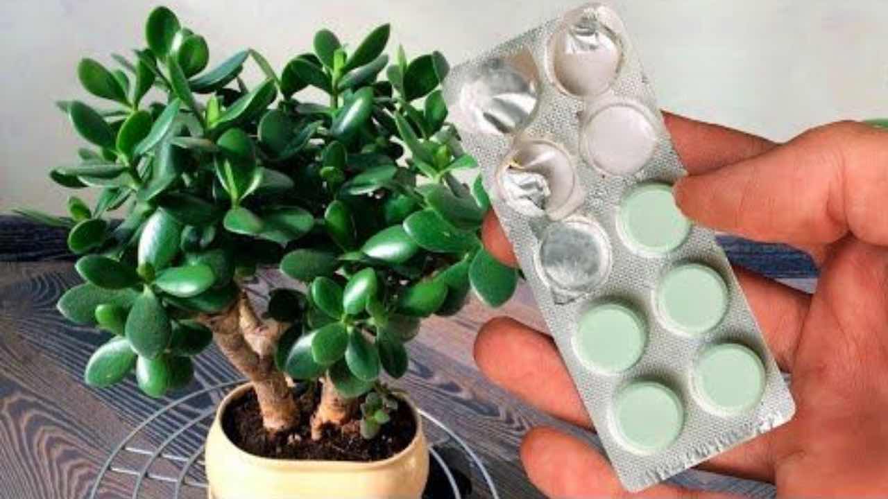 how to cure money tree