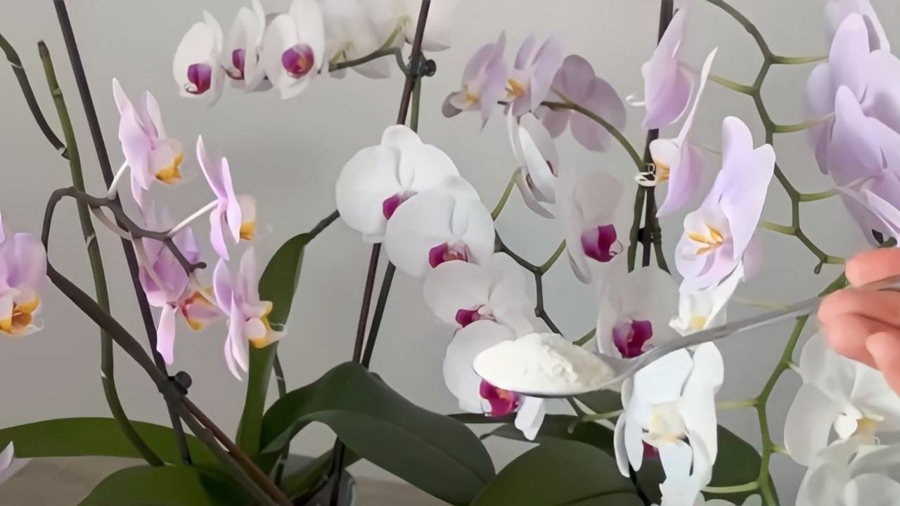 Orchids