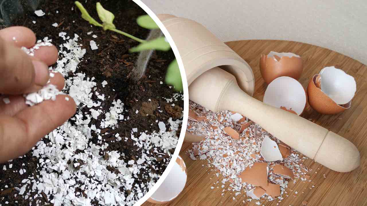 I use egg shells