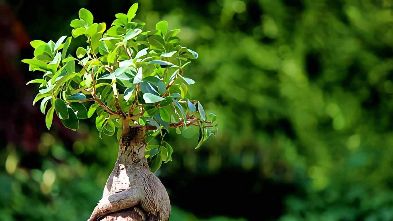 Ficus bonsai