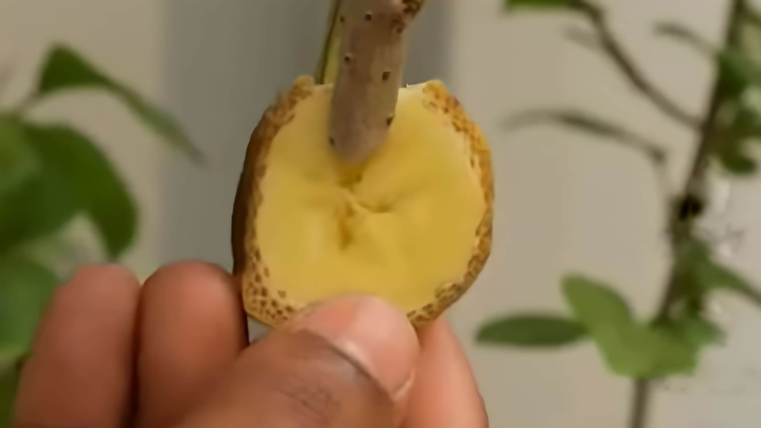 Banana slice on a twig