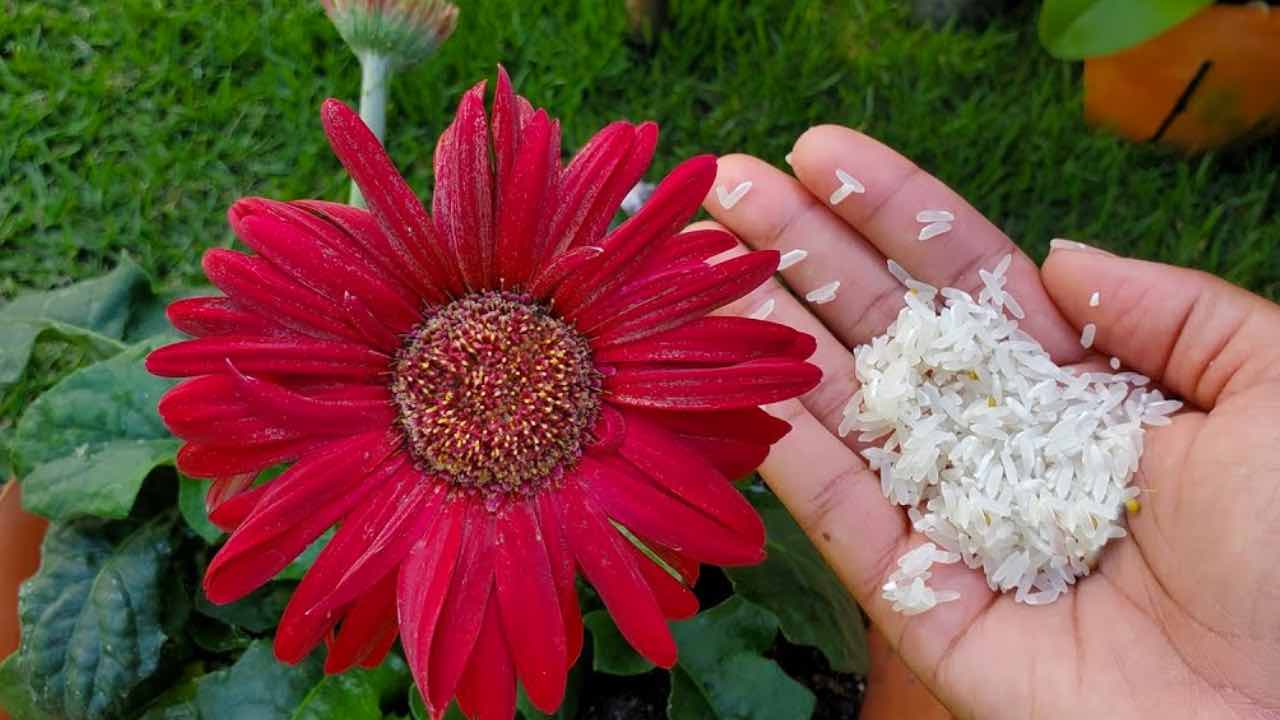 rice in the plant