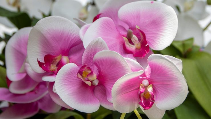 Orchid Orchid