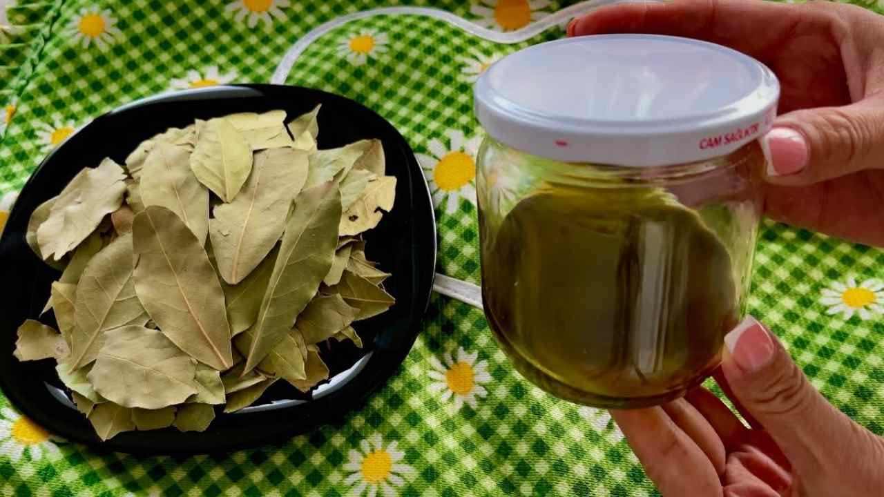 Bay leaves and oil