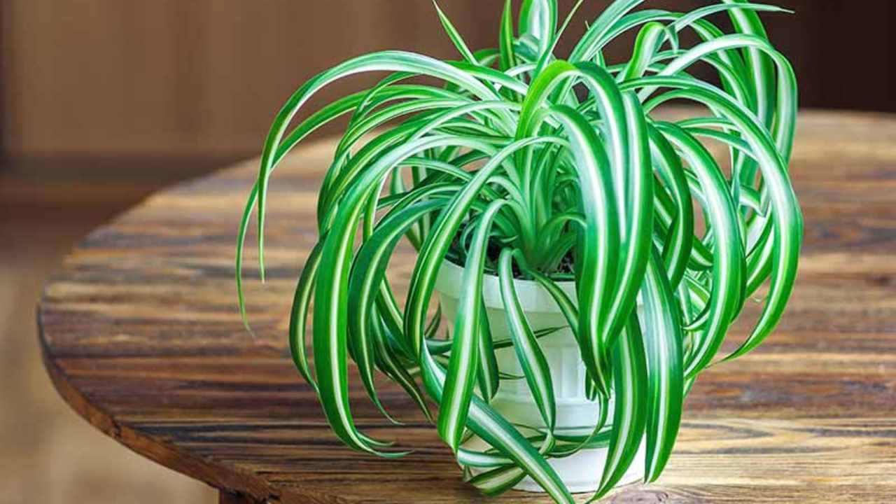 Spider plant