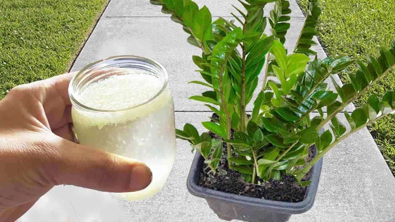 Zamioculcas