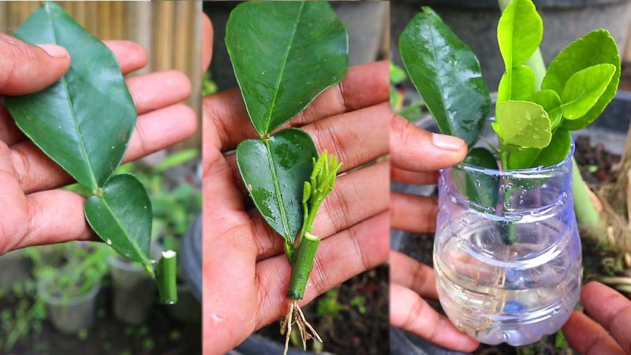 propagate lemons from cuttings