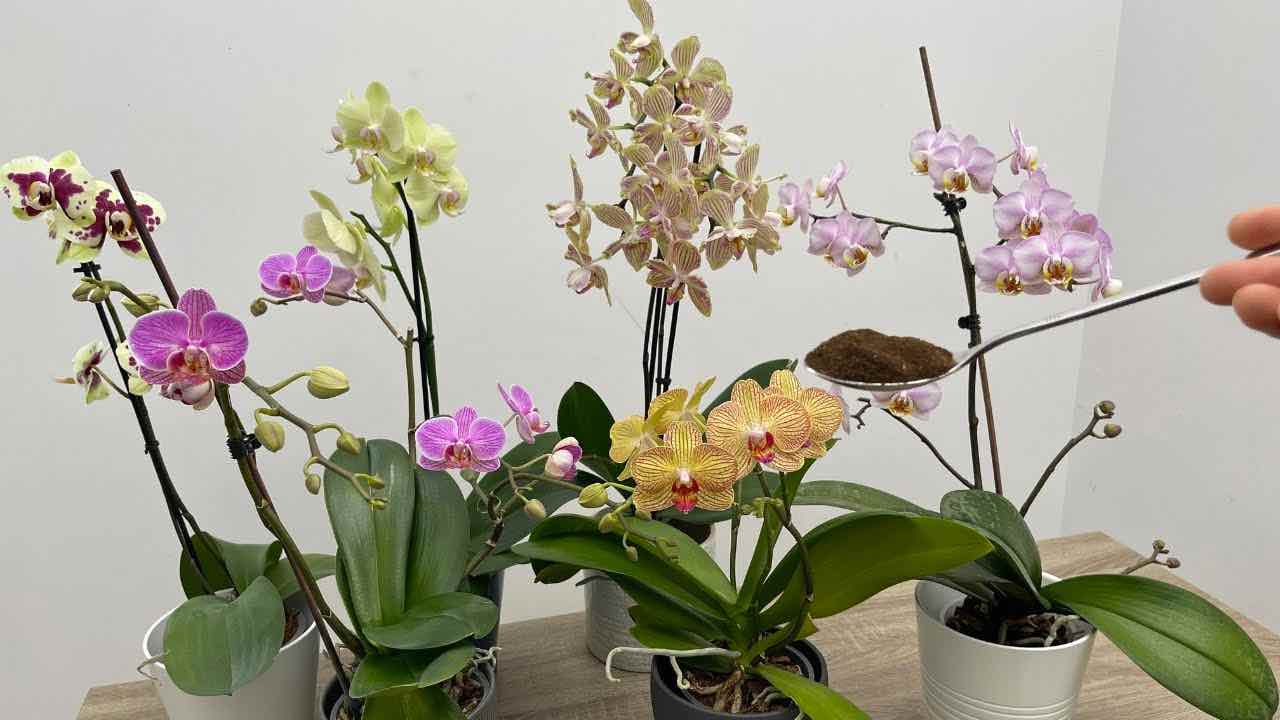 ingredient for orchid