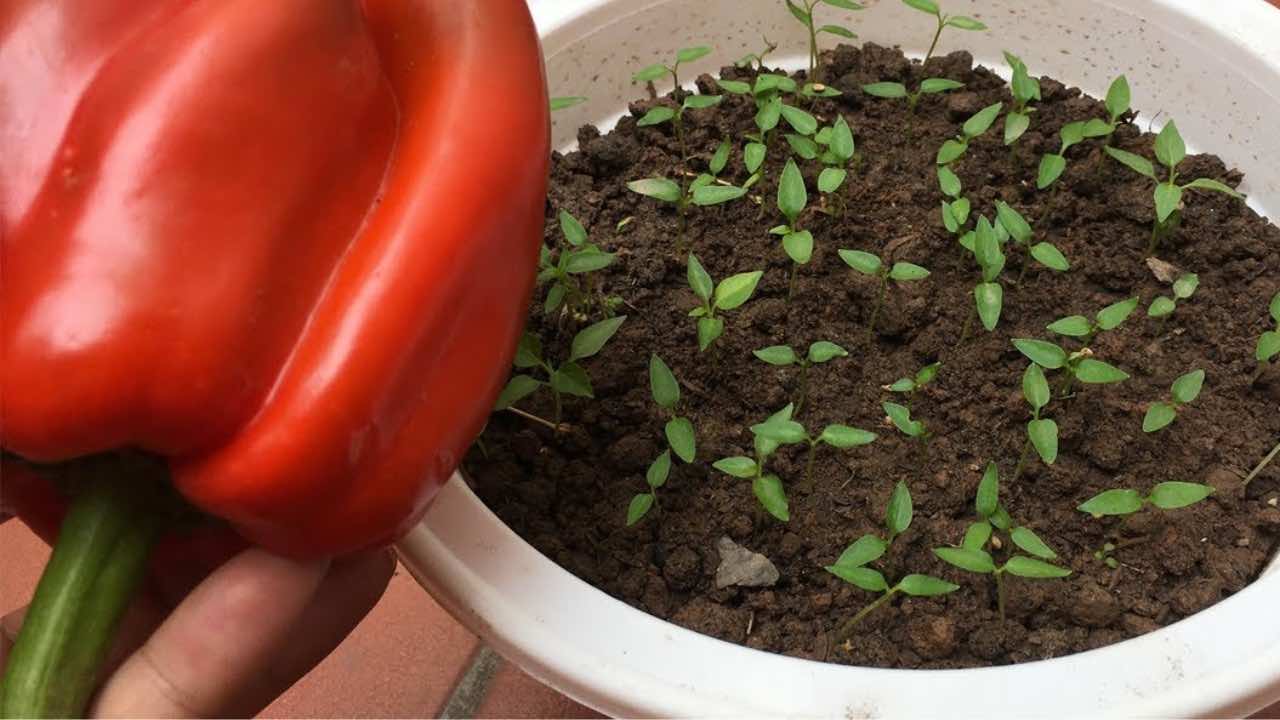 How to grow peppers at home