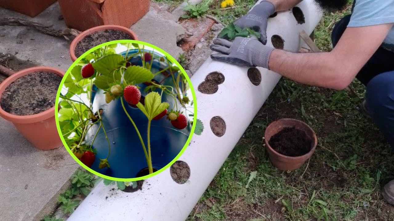 Strawberries in tube