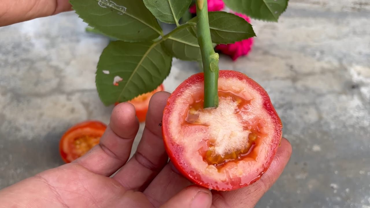 Pink in the tomato