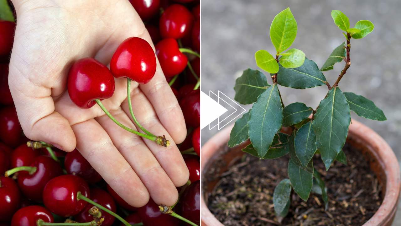 Cherries and seedling