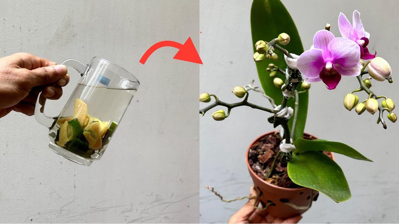 liquid for orchids