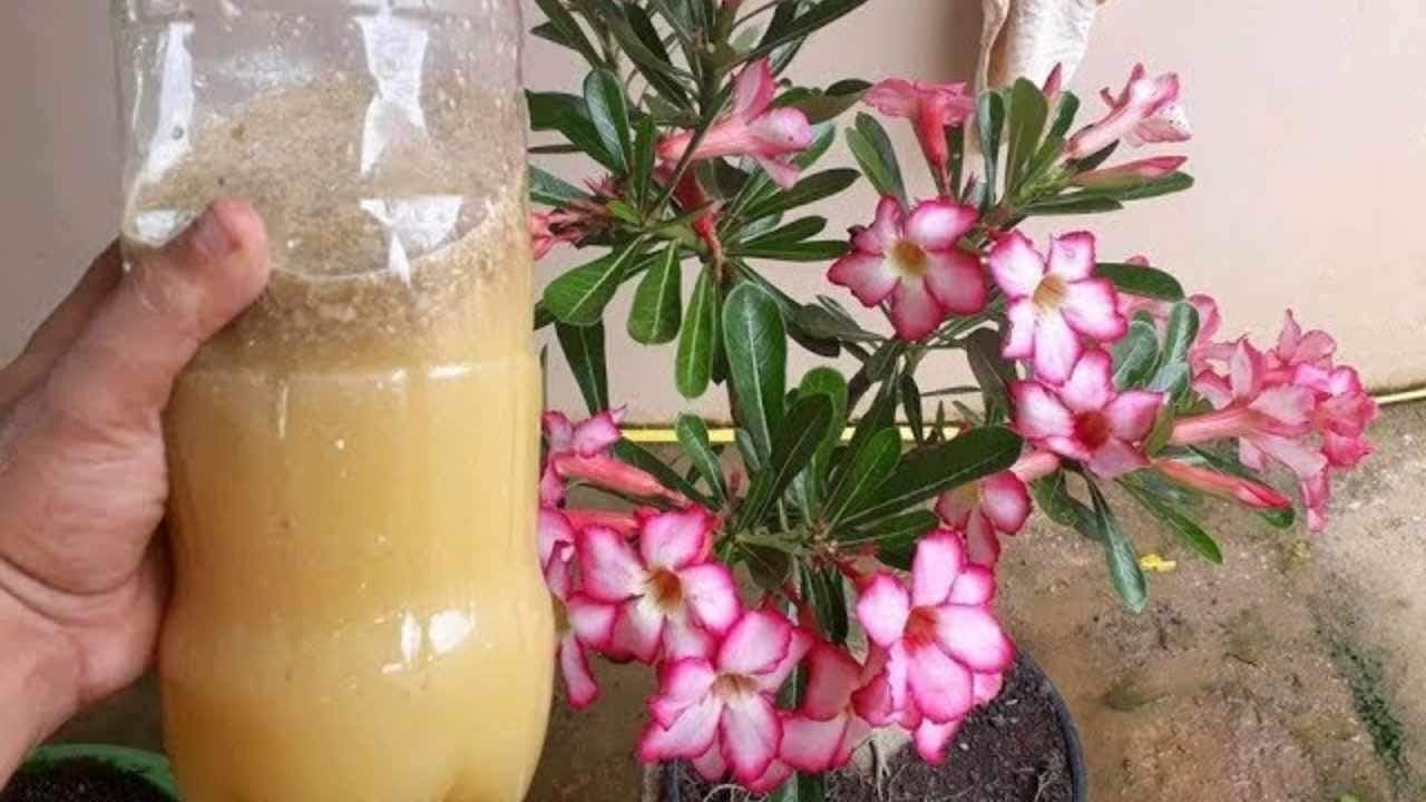 This liquid will make your plant flower incredibly