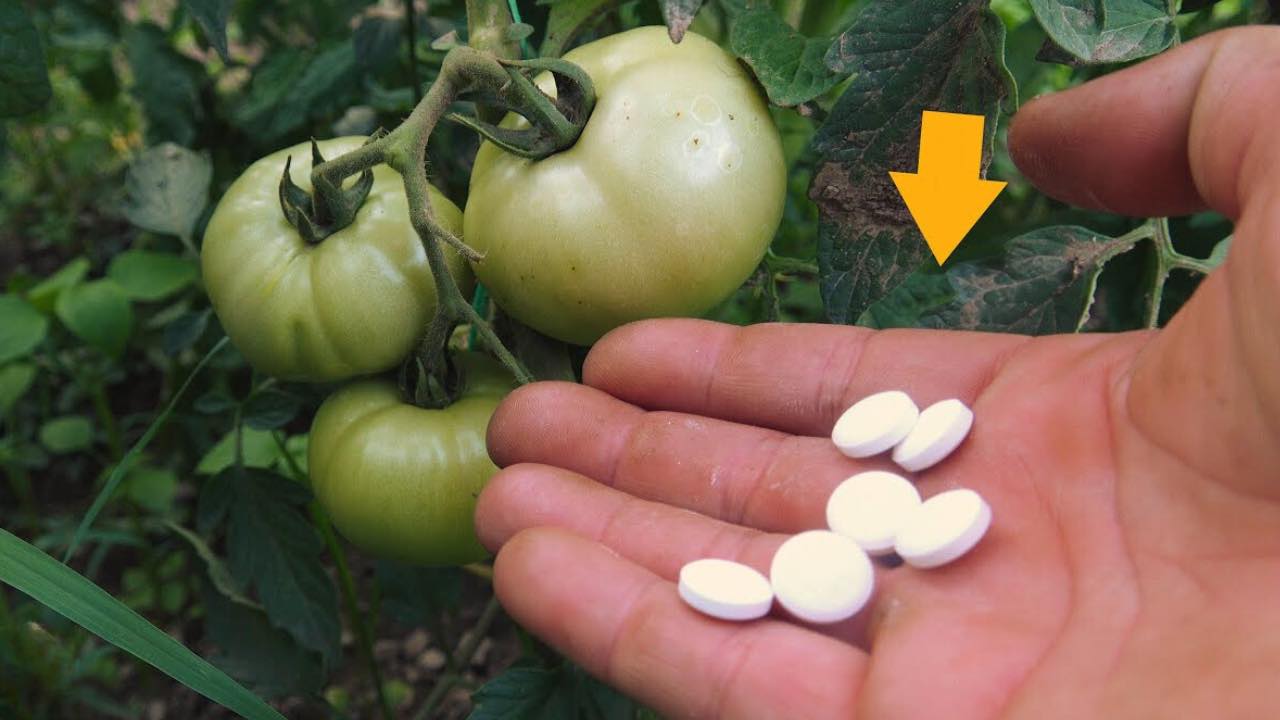 ingredient for huge tomatoes