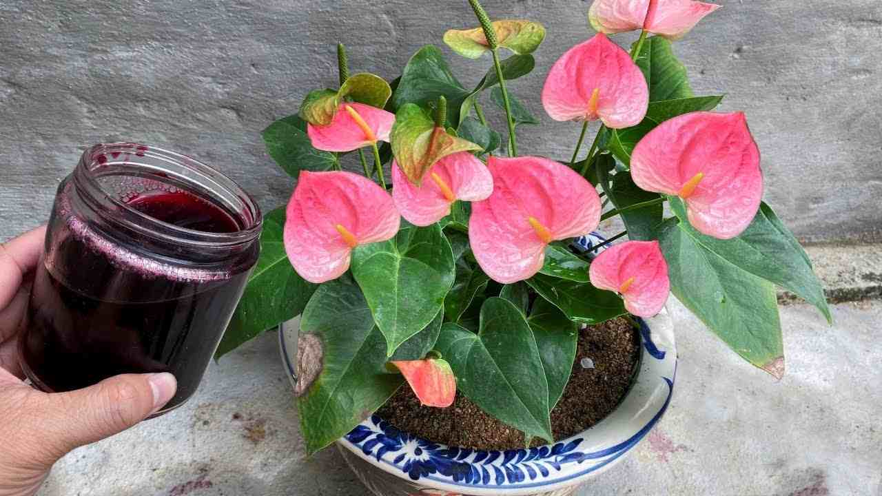 Anthurium