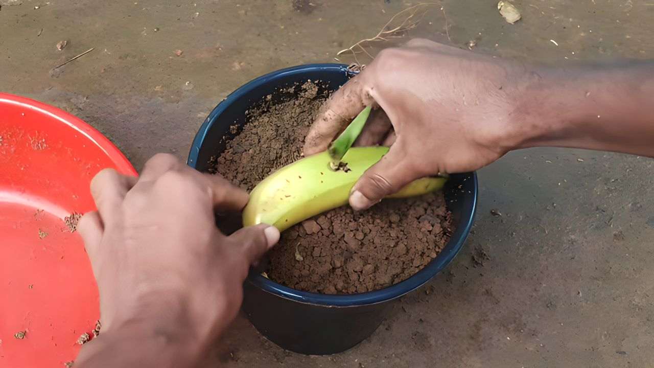 Banana in the ground