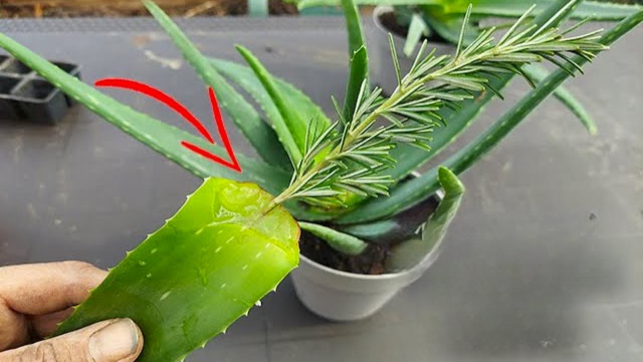 aloe plant and rosemary