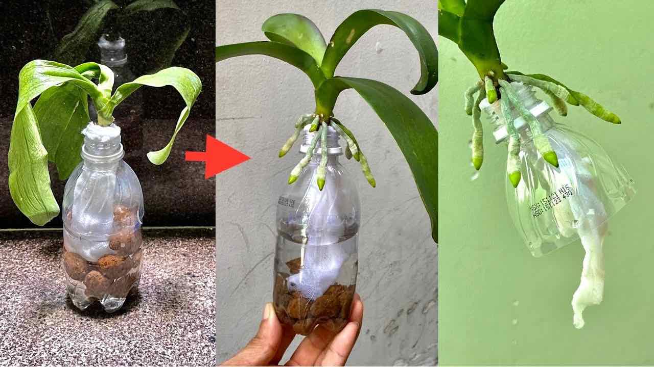 Orchid in bottle