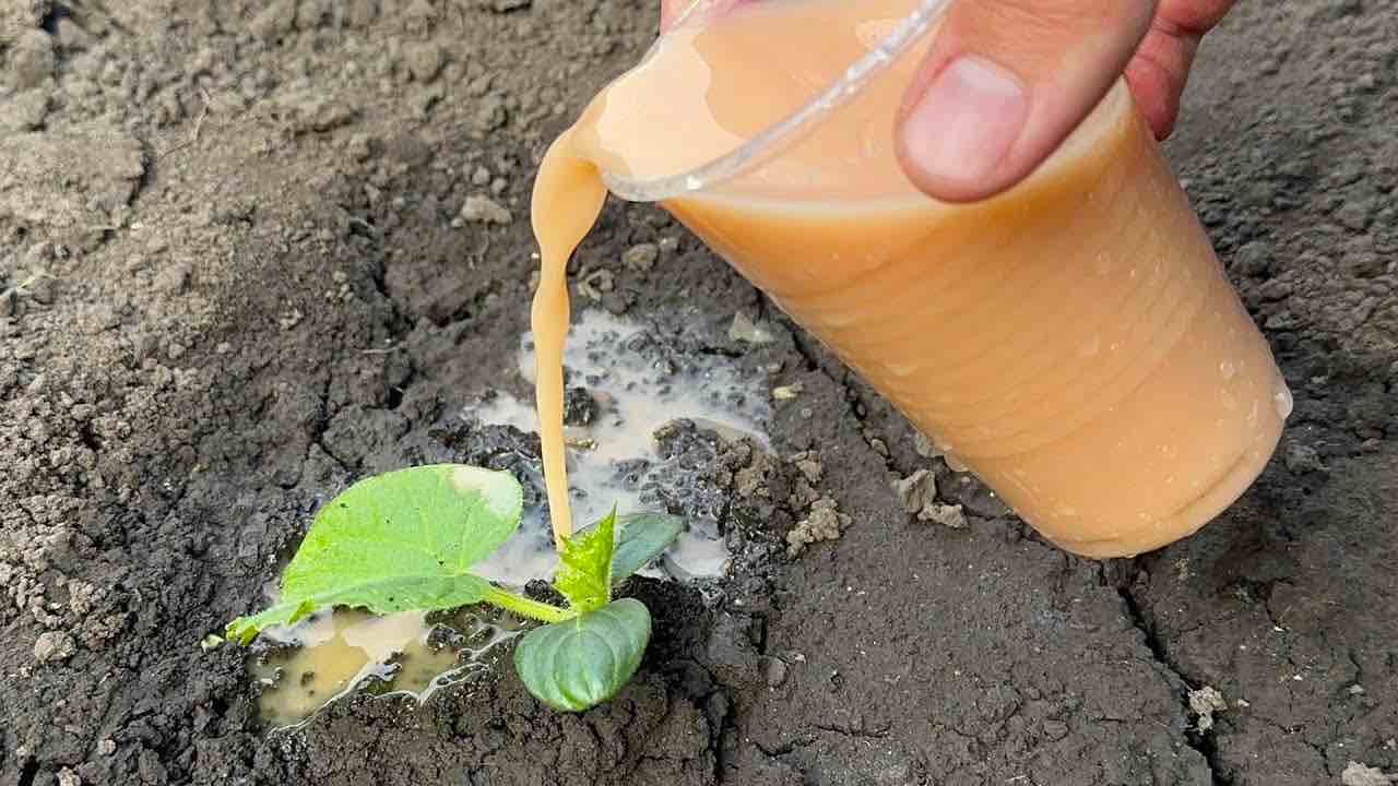 watering cucumbers