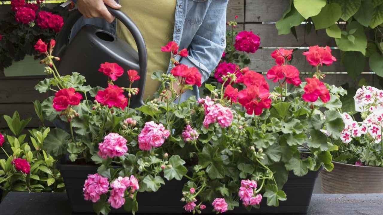 Caring for geraniums