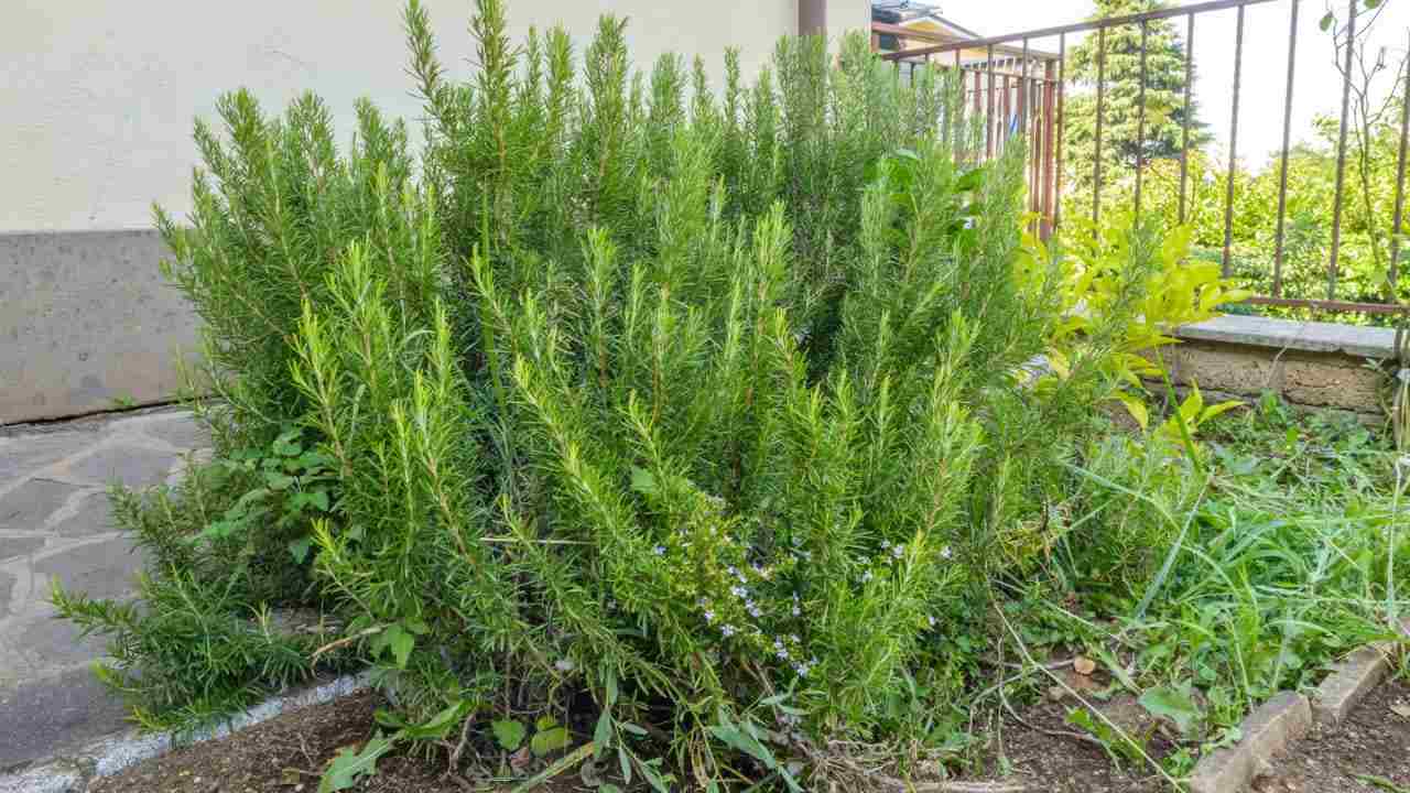 Rosemary plant