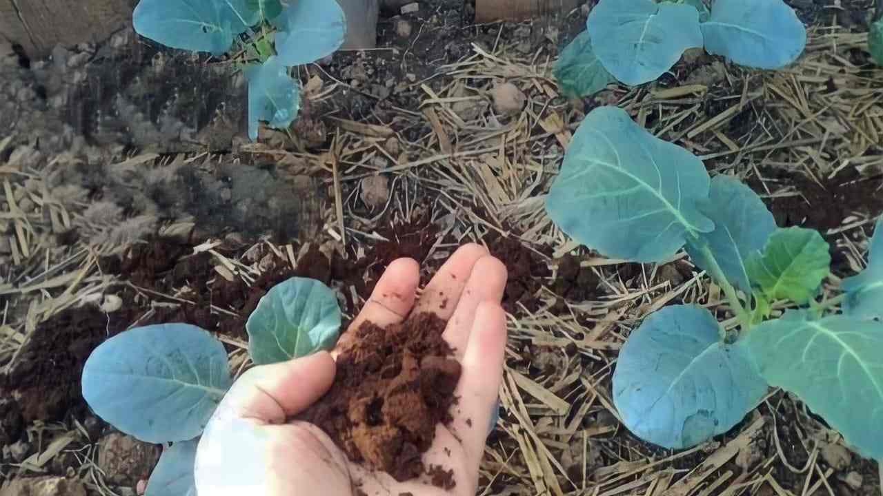 Natural fertilizer for plants