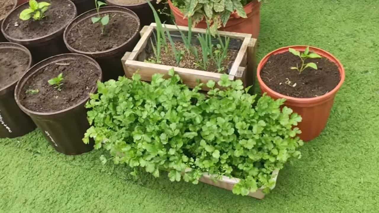 Parsley in jar