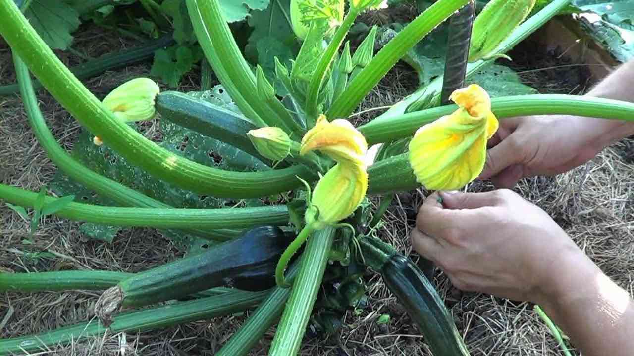 Pruning courgette garden