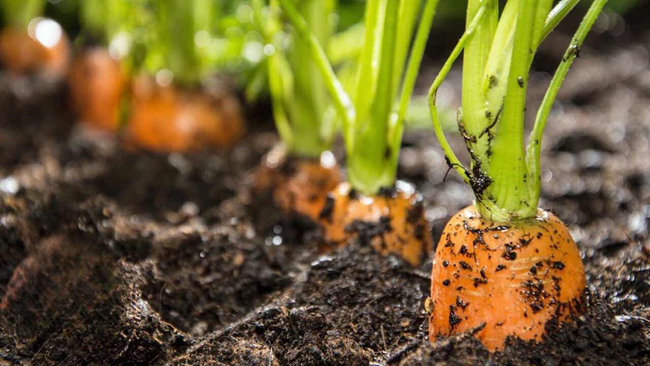 Carrots vegetable garden