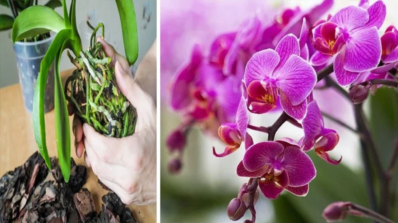 Flowering orchids