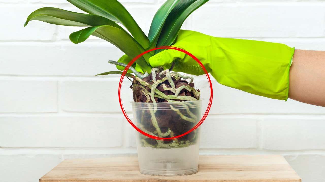 Orchid roots