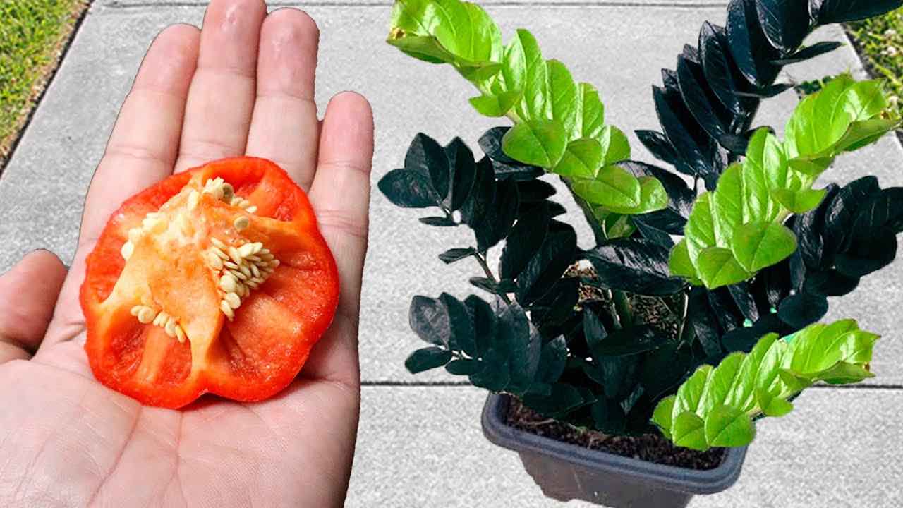 Pepper and plant