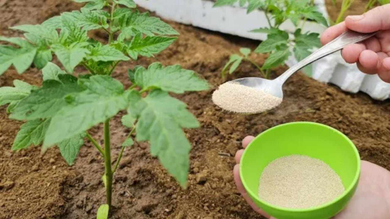 Vegetable garden