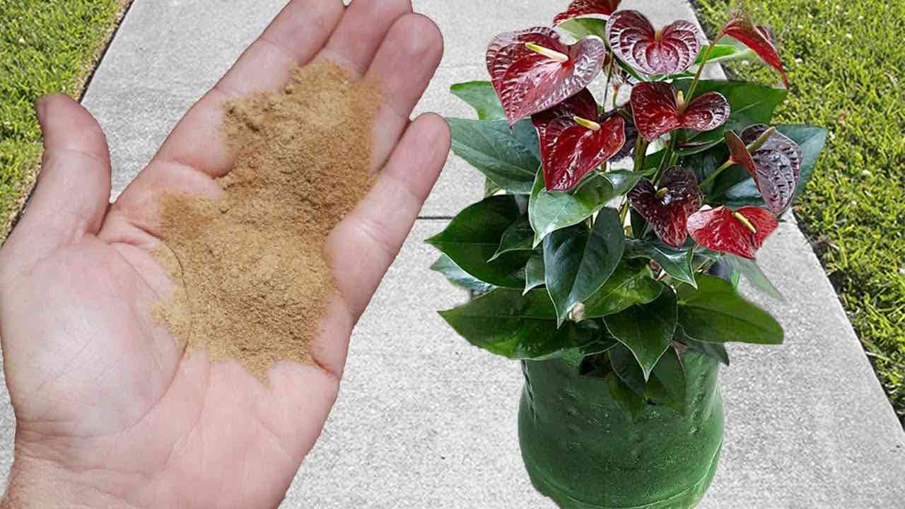 Powerful flowering fertilizer