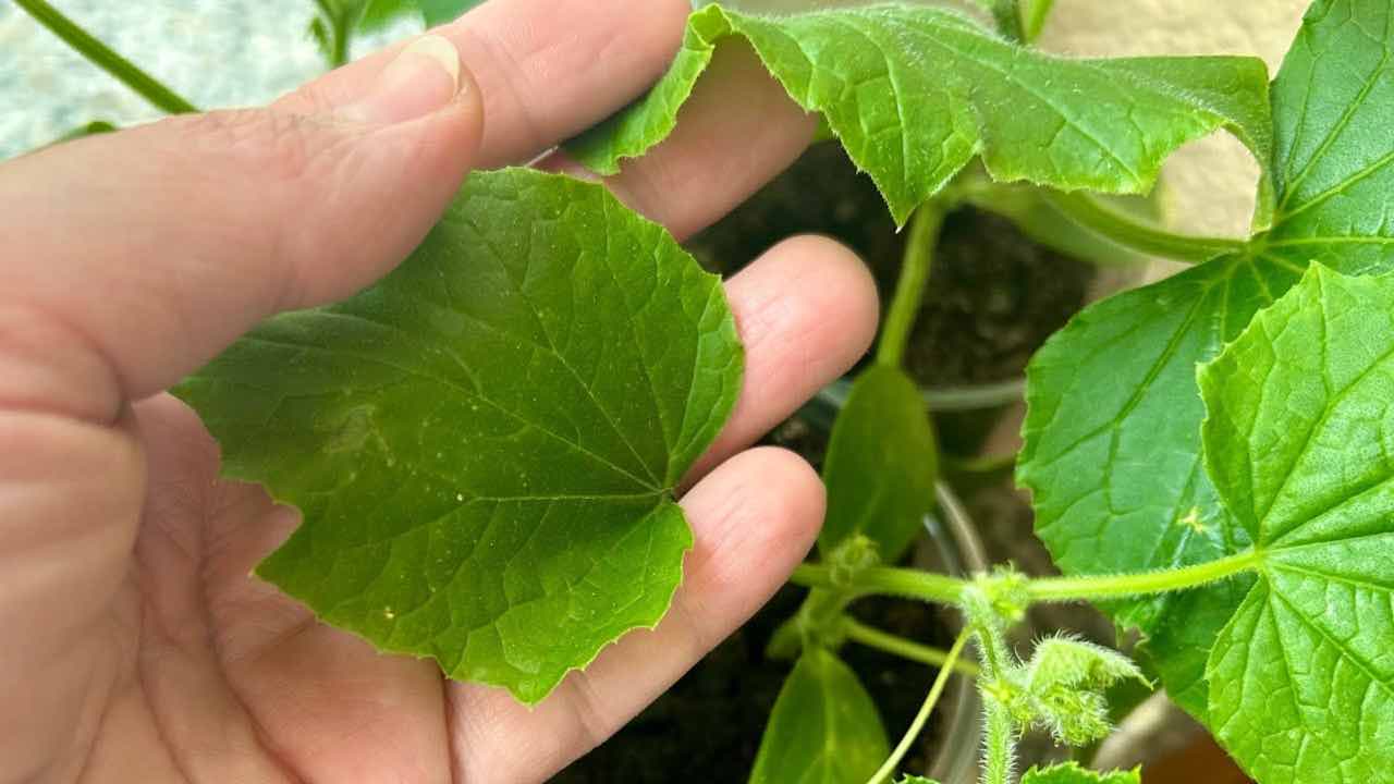 plant near cucumbers