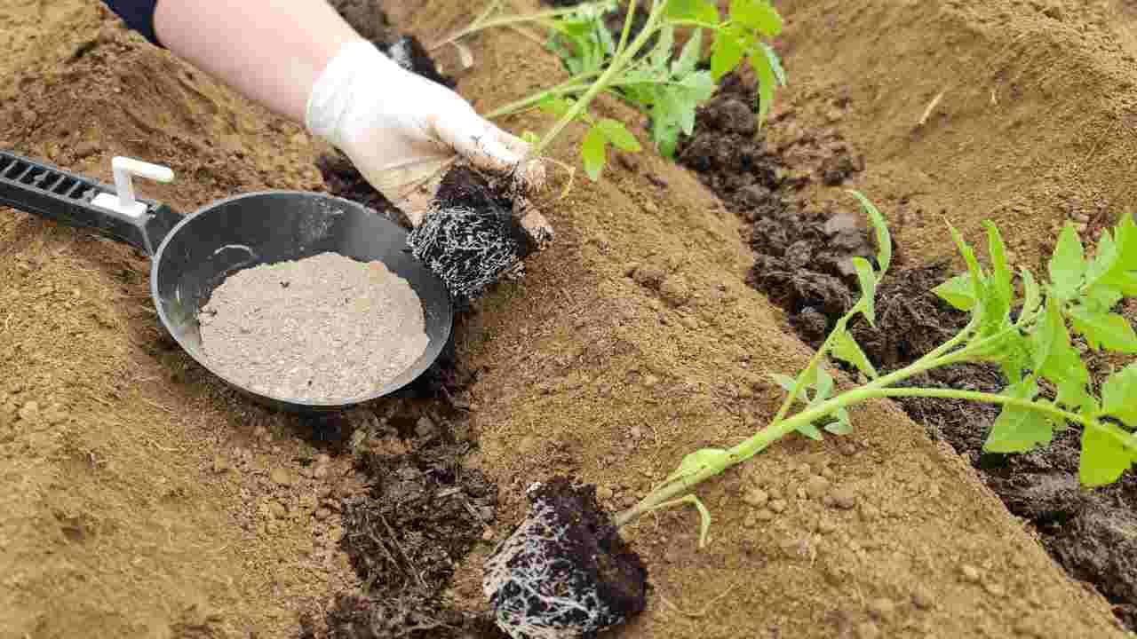 This nutrient doubles the yield of tomatoes