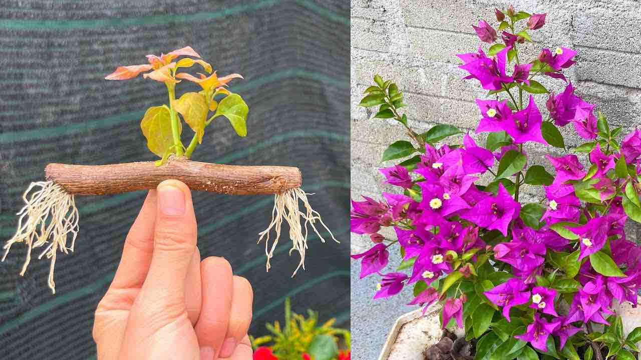 Branches of Bougainvillea