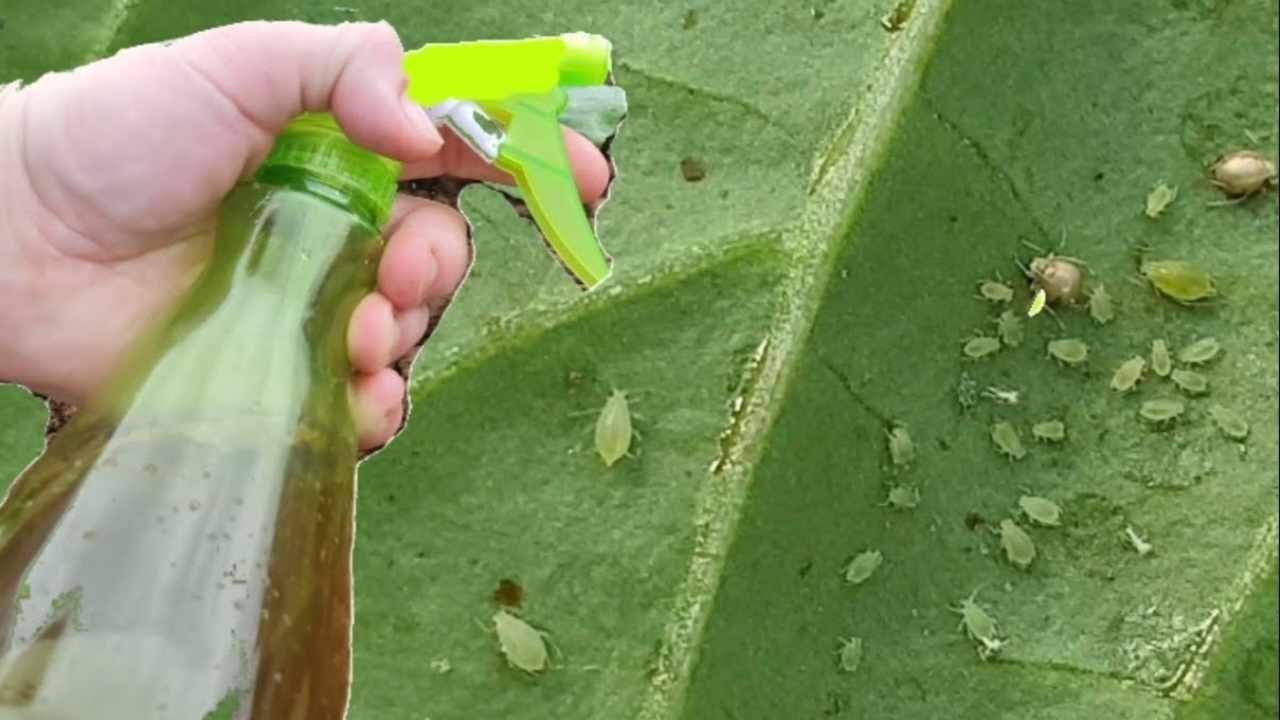 Powerful pesticide at no cost