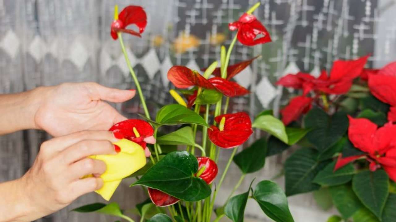 Anthurium super flowering with cultivation in water