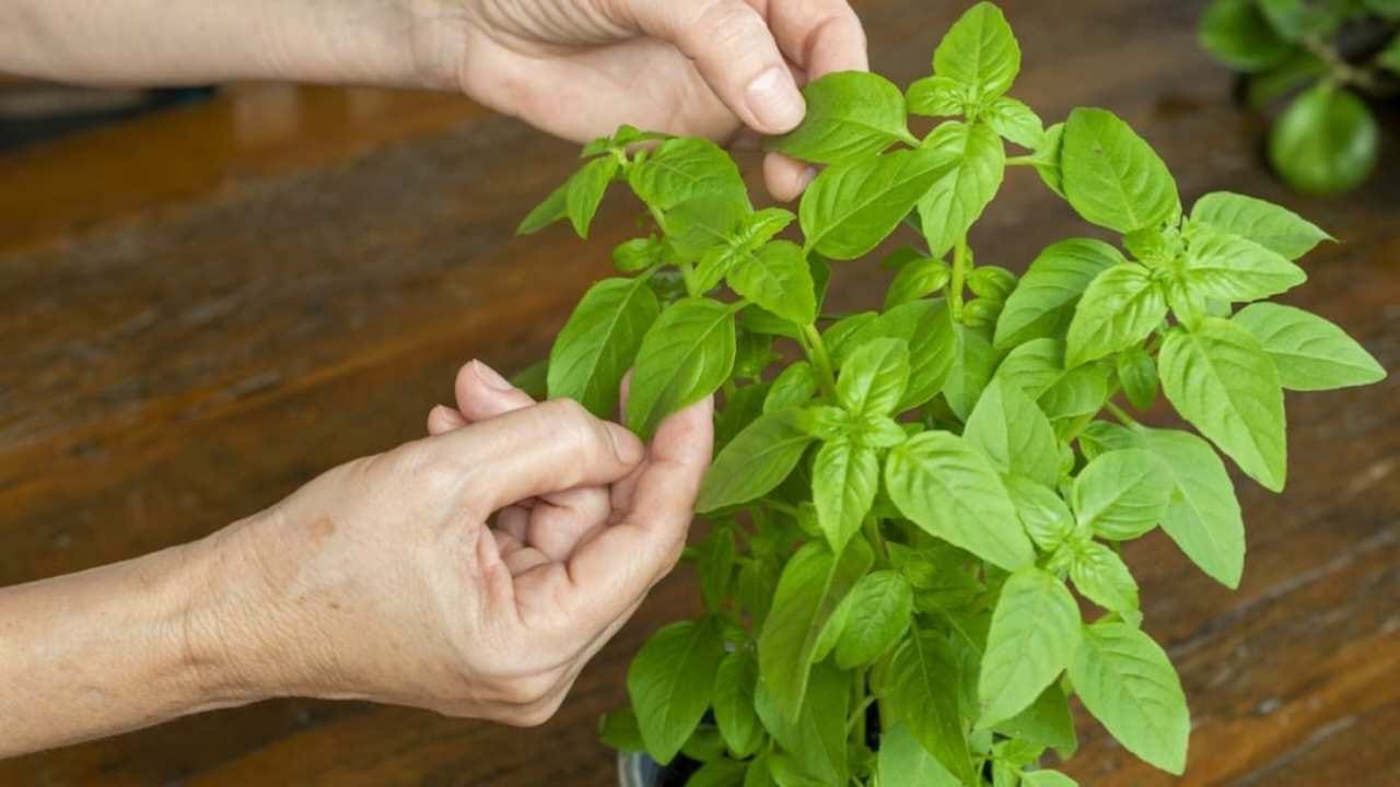 Never peel off the leaves of the basil plant in this way