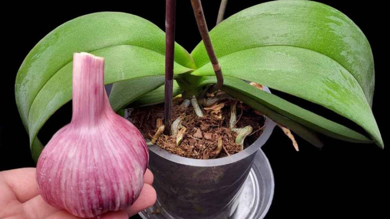 Orchid will bloom for a year with this recipe