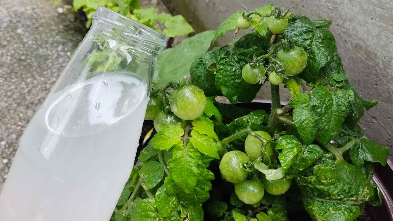 watering tomatoes