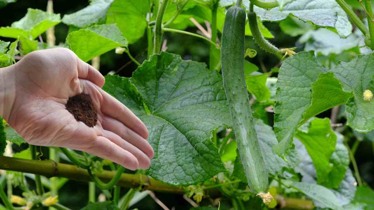 Cucumber plant